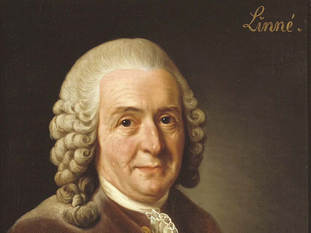 Oljeporträtt av Carl von Linné i vit peruk och brun rock, målat av Alexander Roslin 1775